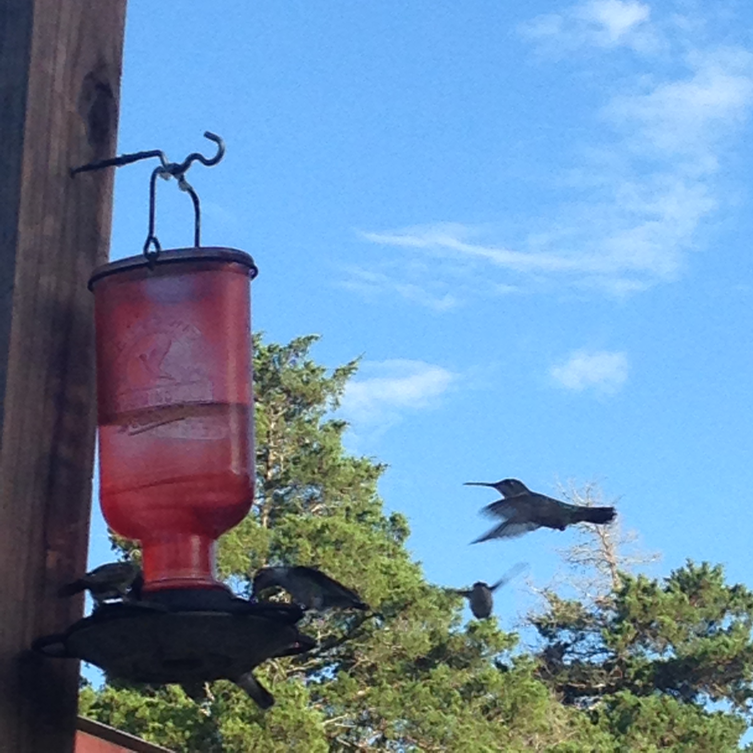 Welcome Back , Hummers!